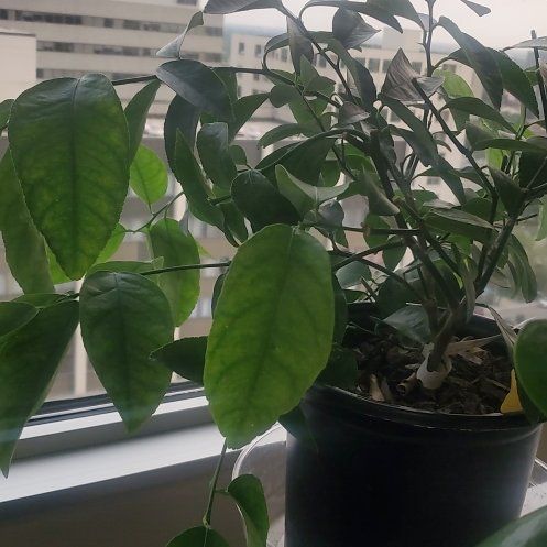 Photo of the plant species Lime Tree by @MaestroMountain named Ulysses S Plant on Greg, the plant care app