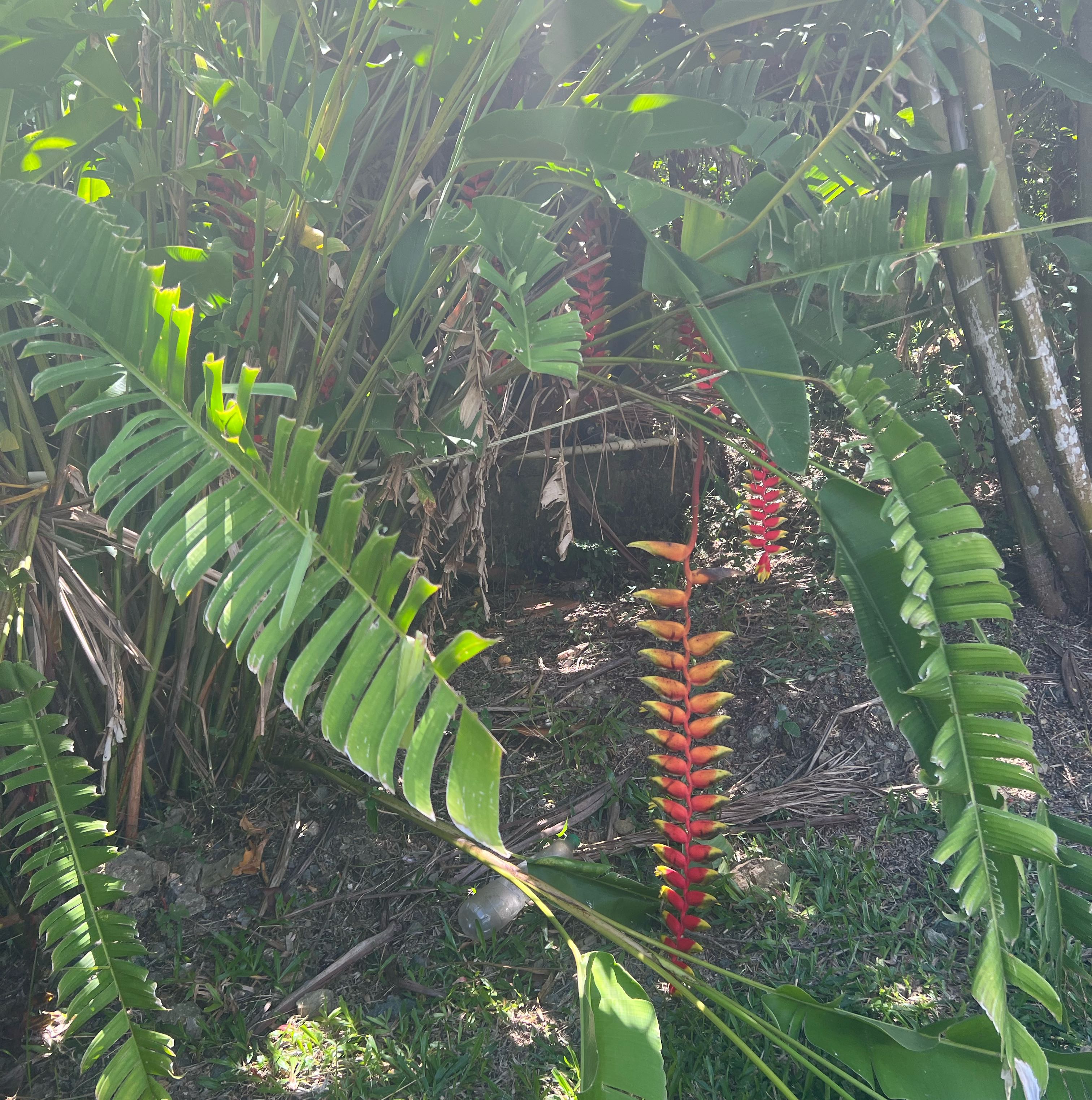 Photo of the plant species Hanging Lobster Claw by @HotAjwain80 named Surya on Greg, the plant care app