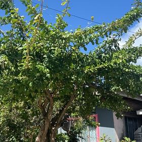 Photo of the plant species Calabash Tree by @HotAjwain80 named Zion on Greg, the plant care app