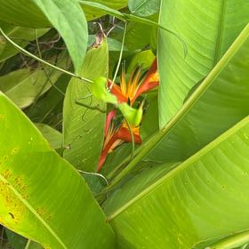 Photo of the plant species Parrot's Plantain by @HotAjwain80 named Drake on Greg, the plant care app