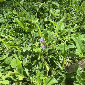 Photo of the plant species Caley Pea by @HotAjwain80 named Sonora on Greg, the plant care app