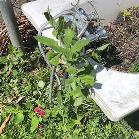 Photo of the plant species Dragon Arum by @HotAjwain80 named Figyonce on Greg, the plant care app