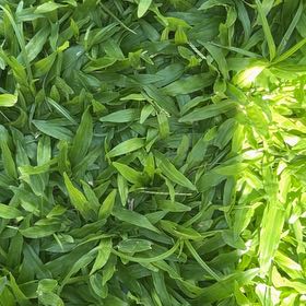 Photo of the plant species Japanese Stiltgrass by @HotAjwain80 named Osmo on Greg, the plant care app