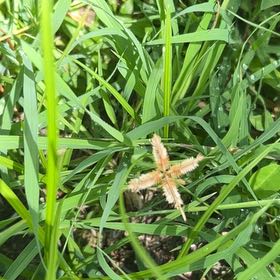 Photo of the plant species Earth Almond by @HotAjwain80 named Tolkien on Greg, the plant care app