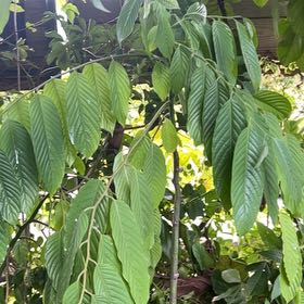 Photo of the plant species Brazilian Red-Cloak by @HotAjwain80 named Girlfrond on Greg, the plant care app