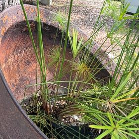 Photo of the plant species Papyrus by @HotAjwain80 named Zeus on Greg, the plant care app