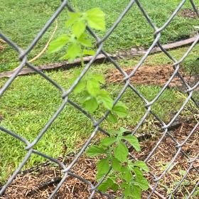 Photo of the plant species Bitter Melon by @HotAjwain80 named Fernie Saunders on Greg, the plant care app