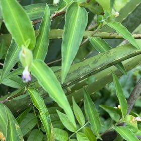 Photo of the plant species Erect Dayflower by @HotAjwain80 named Sol on Greg, the plant care app