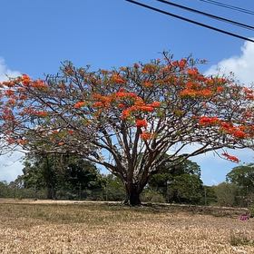 Photo of the plant species Flame Of The Forest by @HotAjwain80 named Doja Cat on Greg, the plant care app