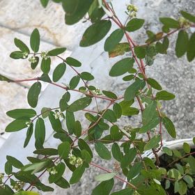 Photo of the plant species Graceful Sandmat by @HotAjwain80 named Eva on Greg, the plant care app