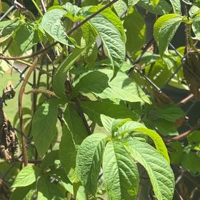 Photo of the plant species Lollipop Plant by @HotAjwain80 named Sherlock on Greg, the plant care app