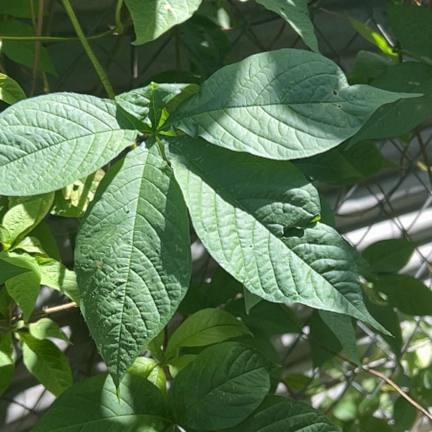 Photo of the plant species Pawpaw by @HotAjwain80 named Fernie Mac on Greg, the plant care app