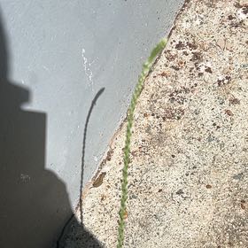 Photo of the plant species Hairy Crabgrass by @HotAjwain80 named Captain Plant-it on Greg, the plant care app
