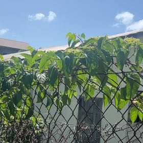 Photo of the plant species Princess Vine by @HotAjwain80 named Harper on Greg, the plant care app