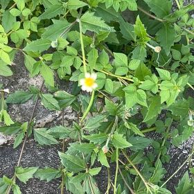 Photo of the plant species Hairy Beggarticks by @HotAjwain80 named Gobi on Greg, the plant care app