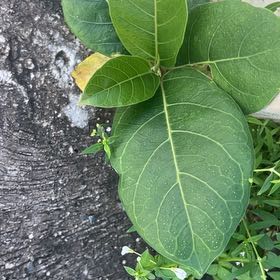 Photo of the plant species Jackfruit by @HotAjwain80 named Terra on Greg, the plant care app