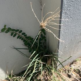 Photo of the plant species Crow Garlic by @HotAjwain80 named Planty on Greg, the plant care app