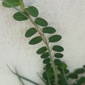 Photo of the plant species Chamber Bitter by @HotAjwain80 named Ulysses S Plant on Greg, the plant care app