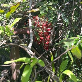 Photo of the plant species Cockspur Coral Tree by @HotAjwain80 named Taylor Swift on Greg, the plant care app