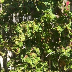Photo of the plant species Western Poison-Oak by @HotAjwain80 named Einstein on Greg, the plant care app