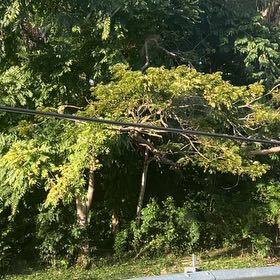 Photo of the plant species Silk Tree by @HotAjwain80 named Treeyoncé on Greg, the plant care app