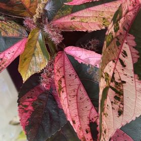 Photo of the plant species Copperleaf by @HotAjwain80 named Sir Plancelot on Greg, the plant care app