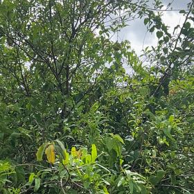 Photo of the plant species Peach Tree by @HotAjwain80 named Hamilton on Greg, the plant care app
