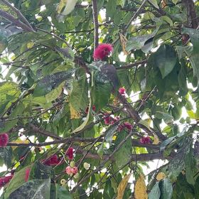 Photo of the plant species Rambutan by @HotAjwain80 named Harmony on Greg, the plant care app