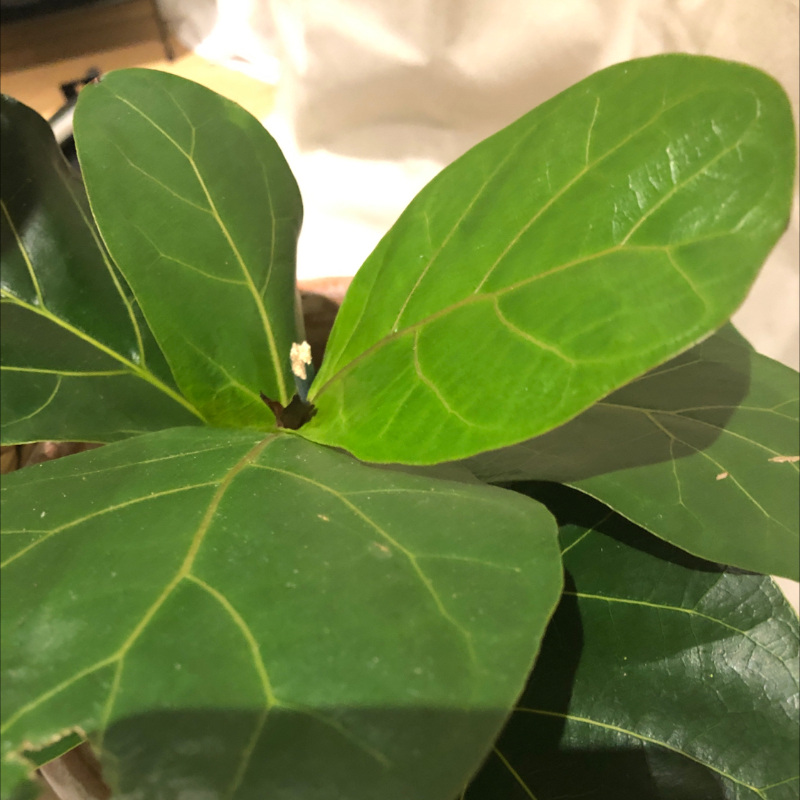 Dwarf Fiddle Leaf Fig plant with vibrant green leaves, well-framed and centered.