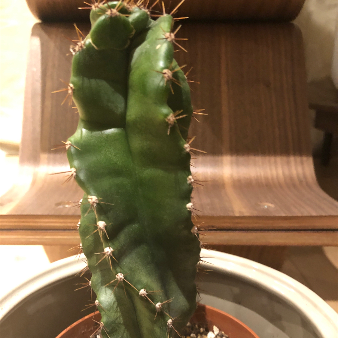 Image of a healthy Spiral Cactus in a pot with visible soil.