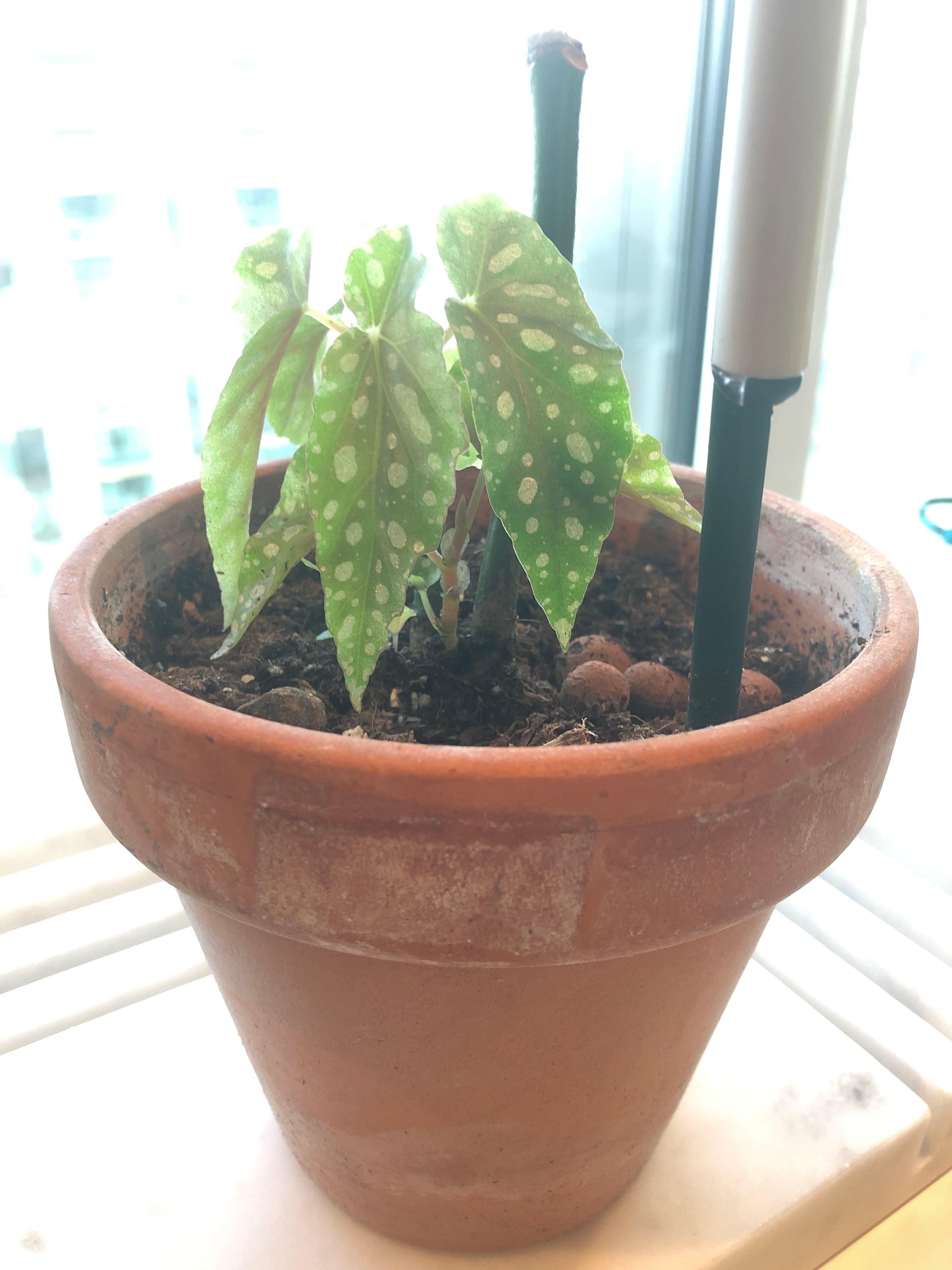 Yay for new growth on my dwarf fiddle leaf fig