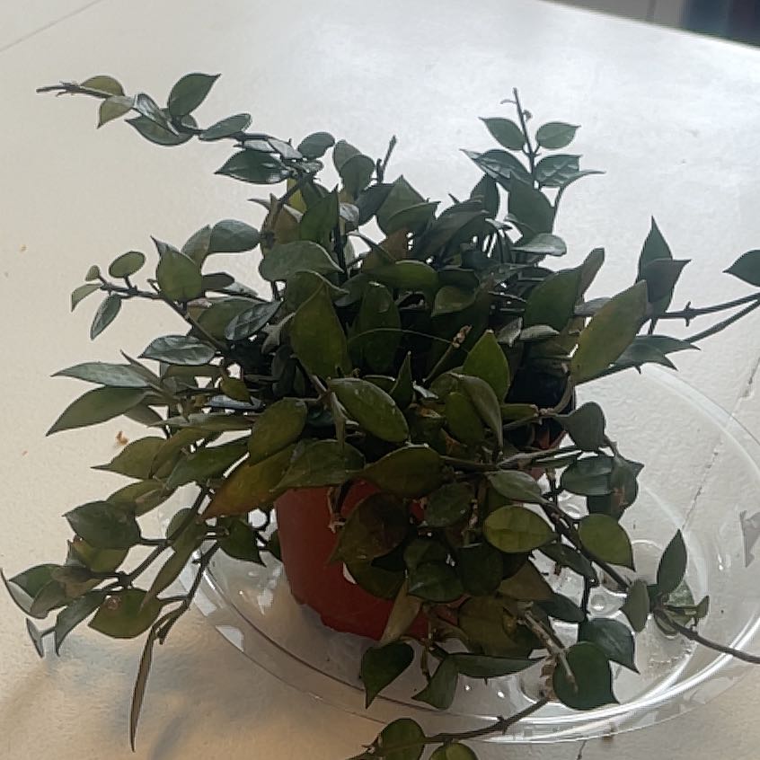 Photo of the plant species Hoya Lacunosa 'Louisa's Silver' by @StockyCat named Mochi on Greg, the plant care app