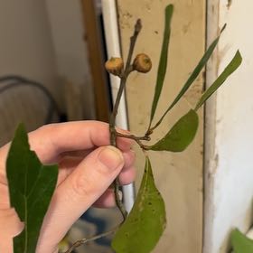 Photo of the plant species Water Oak by @GoldHopsage named Lola on Greg, the plant care app