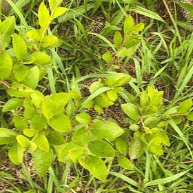 Photo of the plant species European Blueberry by @GoldHopsage named Sahara on Greg, the plant care app