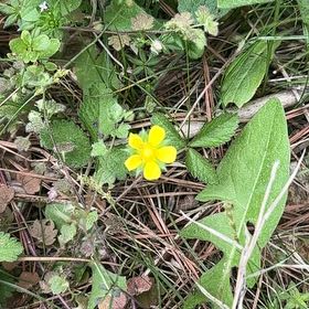 Photo of the plant species Norwegian Cinquefoil by @GoldHopsage named Rosa on Greg, the plant care app