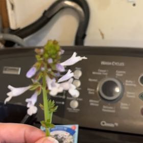 Photo of the plant species Lyre-Leaf Sage by @GoldHopsage named Kendall on Greg, the plant care app