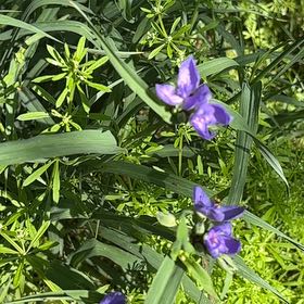 Photo of the plant species Ohio Spiderwort by @GoldHopsage named Sir Plancelot on Greg, the plant care app