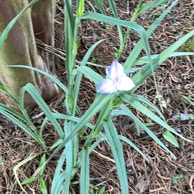 Photo of the plant species Ohio Spiderwort by @GoldHopsage named Marilyn on Greg, the plant care app