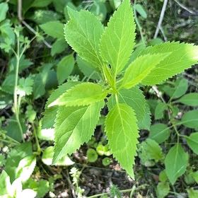 Photo of the plant species Border Forsythia by @GoldHopsage named Harper on Greg, the plant care app