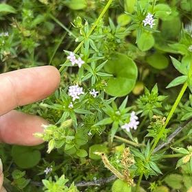 Photo of the plant species Blue Fieldmadder by @GoldHopsage named Naomi on Greg, the plant care app