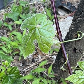 Photo of the plant species Mustang Grape by @GoldHopsage named Treeyoncé on Greg, the plant care app