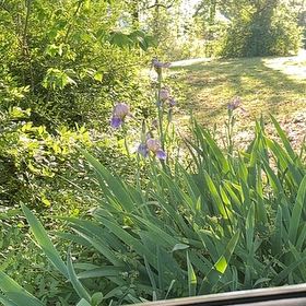 Photo of the plant species Dalmatian Iris by @GoldHopsage named Messi on Greg, the plant care app