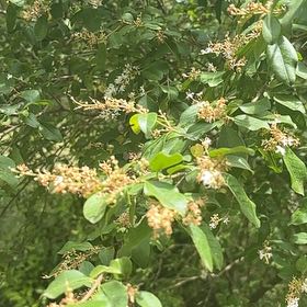 Photo of the plant species Chinese Privet by @GoldHopsage named Gates on Greg, the plant care app