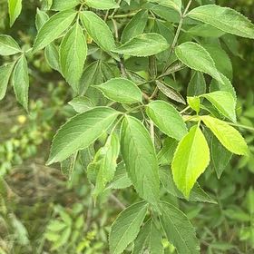 Photo of the plant species American Black Elderberry by @GoldHopsage named Winston on Greg, the plant care app