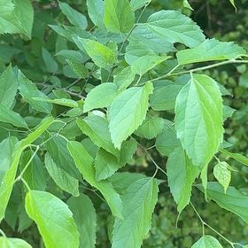 Photo of the plant species Western Hackberry by @GoldHopsage named Sage on Greg, the plant care app