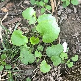 Photo of the plant species Australian Violet by @GoldHopsage named Khaleesi on Greg, the plant care app