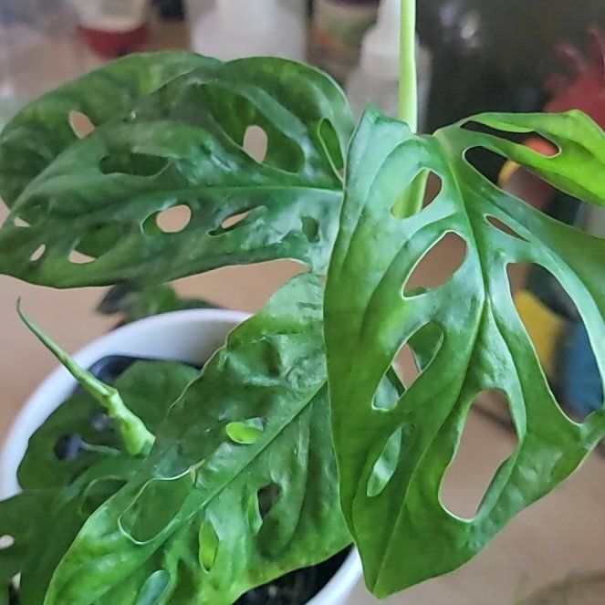 Photo of the plant species Monstera obliqua cf Pangui by @AceTalltickseed named Sanders on Greg, the plant care app