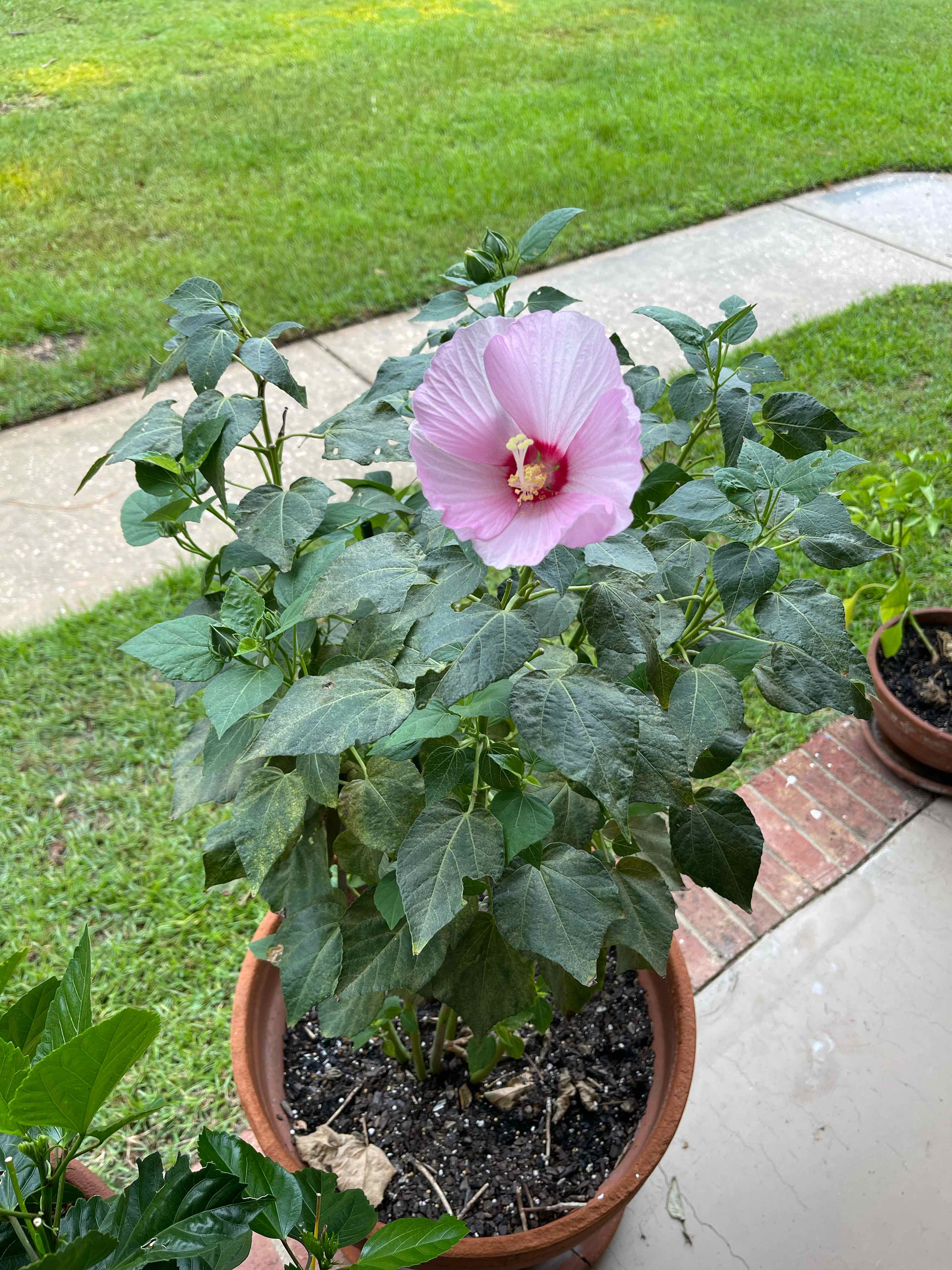 Healthy Korean Hibiscus plant with a pink flower in a pot. Soil is visible.