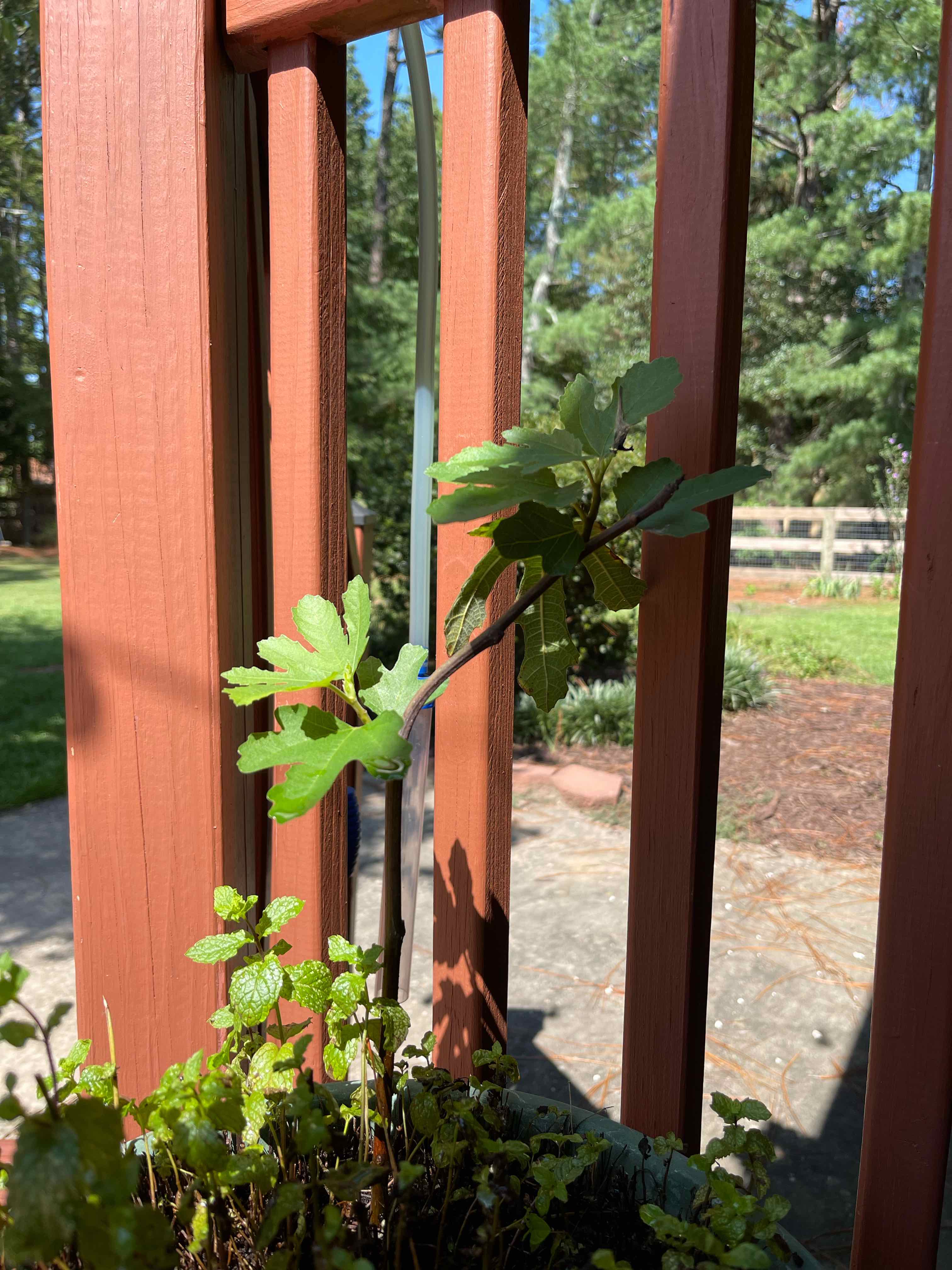 Young Brown Turkey Fig plant in a pot with green leaves, wooden structure in the background.
