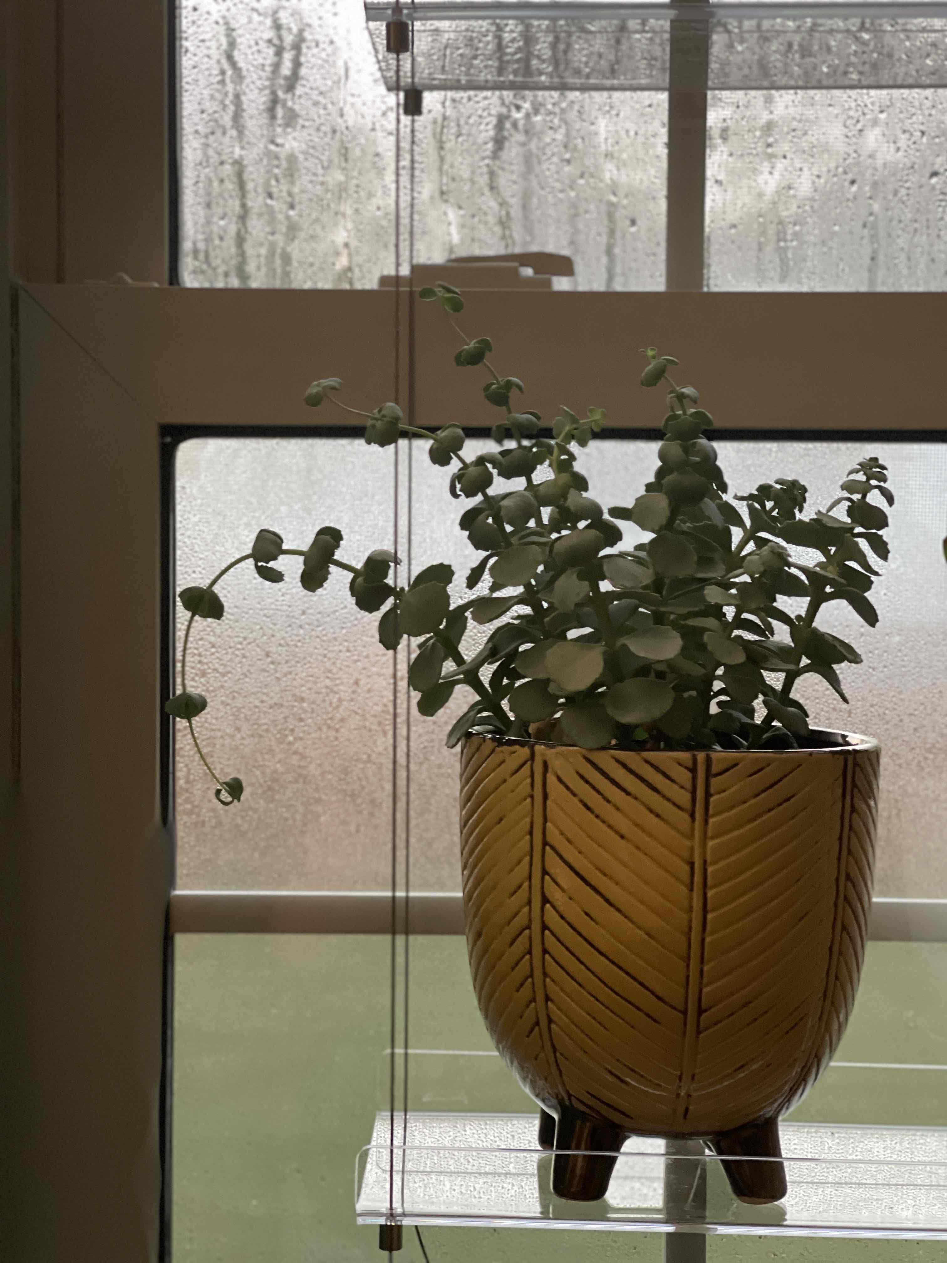 A healthy October Daphne plant in a decorative pot on a shelf in front of a window.